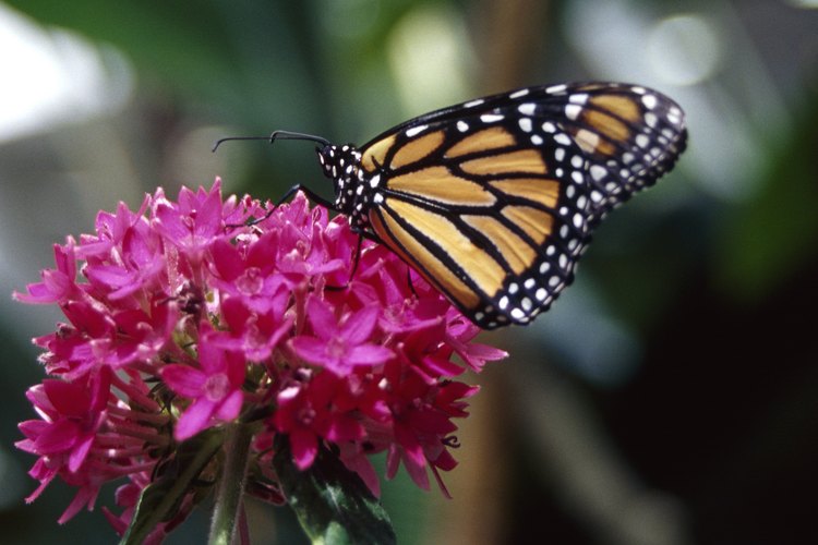 Las mariposas monarca solo viven de dos a seis semanas.