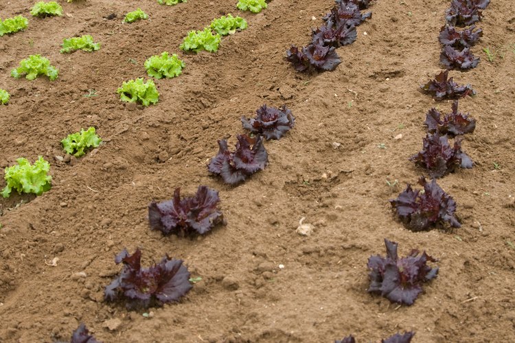 La cal hidratada equilibra el pH del suelo para el crecimiento apropiado de las plantas y la absorción de los nutrientes.