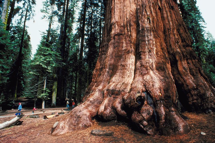 El ser viviente más grande del planeta, el árbol llamado General Sherman Tree, está cerca de Lodgepole Campground.