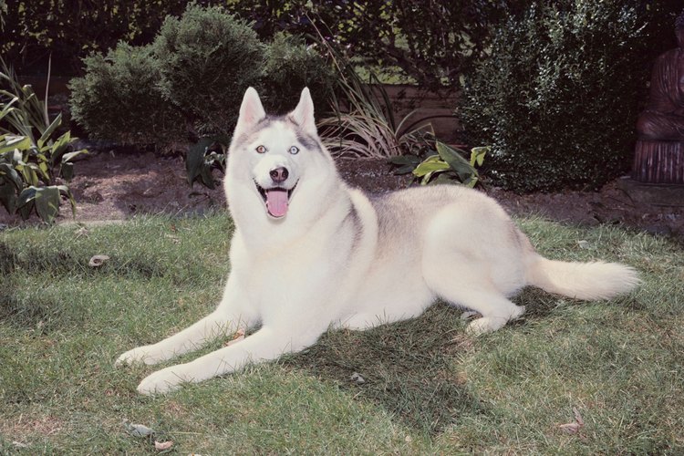El pelaje del husky siberiano es esencial para su supervivencia.