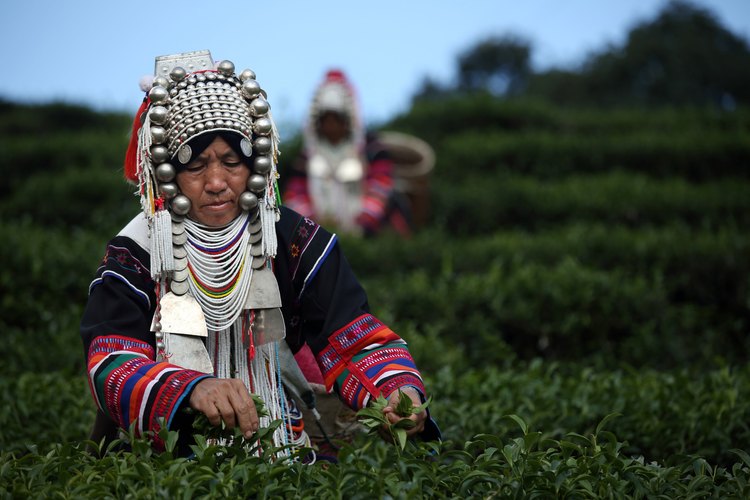 La tribu Akha cultiva hojas de té y vegetales.