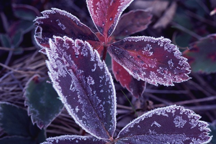 Las temperaturas bajo cero pueden hacer que las células de la planta se congelen, se rompan y se sequen.