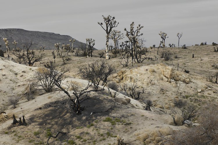 Las ratas canguro habitan en el desierto.