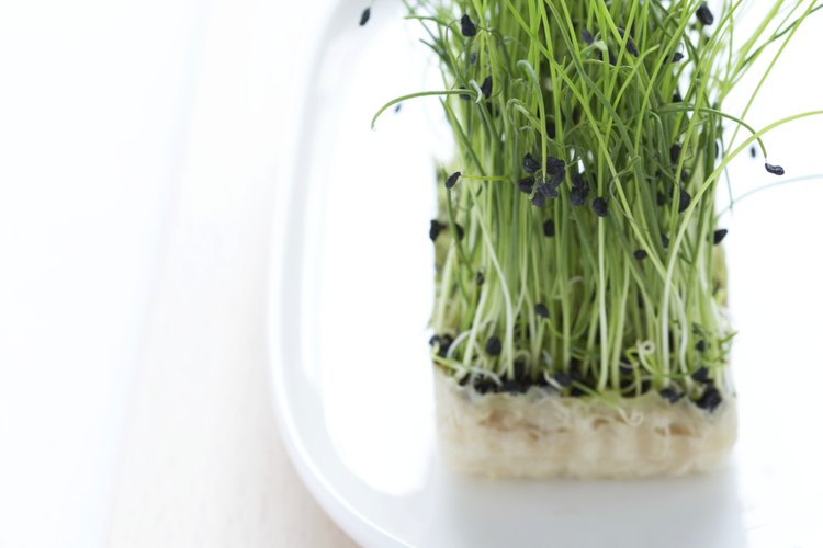 La alfalfa es rica en nutrientes y se transforma en un buen té.