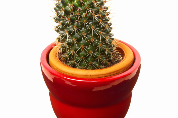 Los cactus necesitan una permeabilidad superior, que se consigue con una composición alta de arenilla o arena en el suelo.