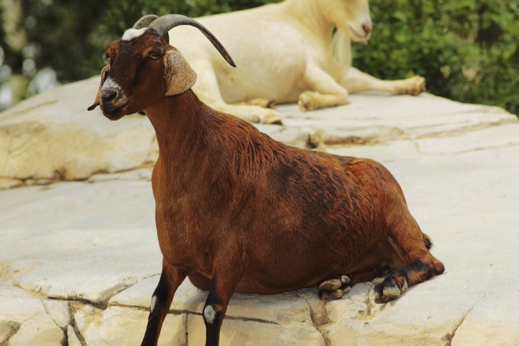 Las cabras nubias son apreciadas por su carne y su leche.