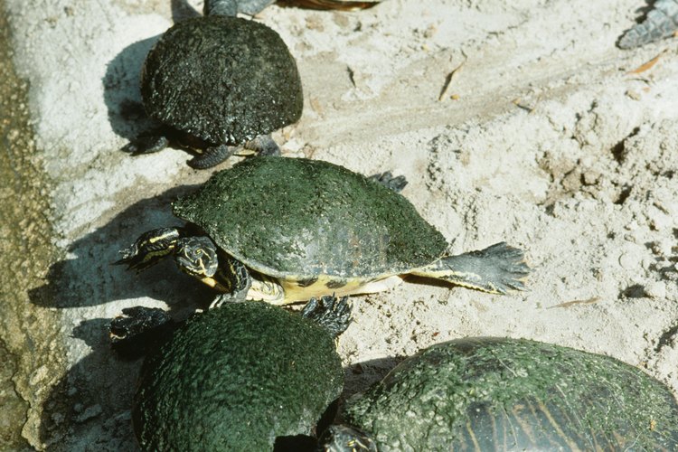 Muchas especies animales comen tortugas