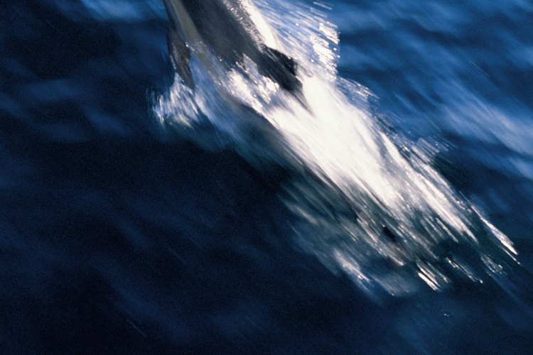 Los delfines se adaptan a su entorno de muchas maneras.