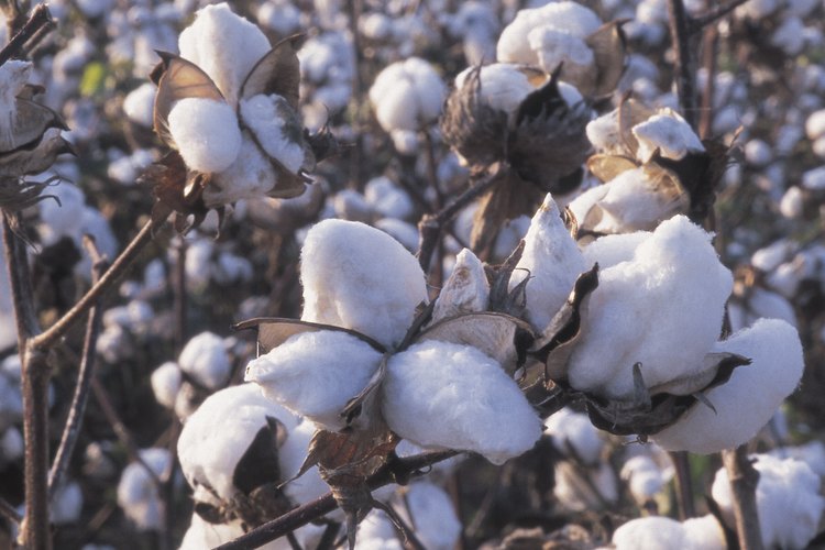 Cada borla de algodón se cosecha con cosechadora y recolectores.