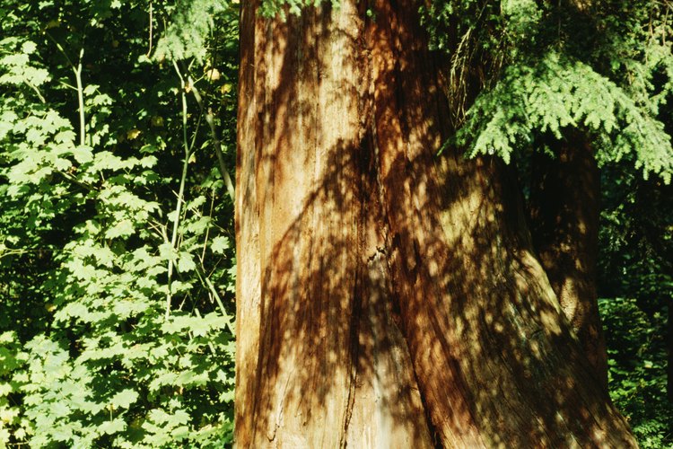 Los cedros son árboles grandes perennes.