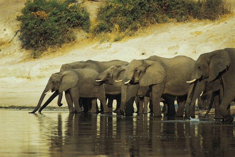 La migración de los elefantes africanos depende tanto de las condiciones creadas por el hombre como de las naturales.