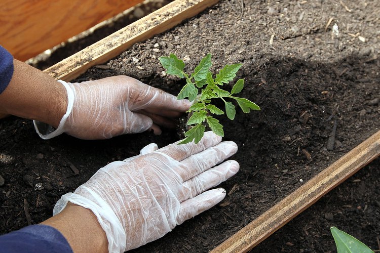 Un jardinero casero puede lograr una reproducción cruzada.