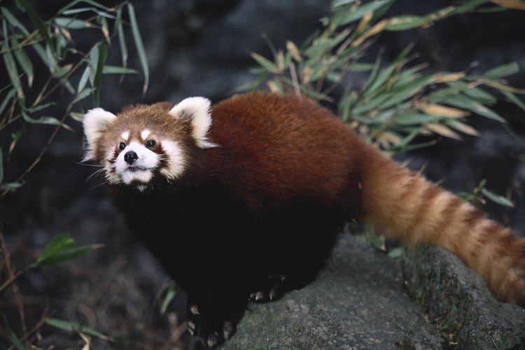 Panda rojo
