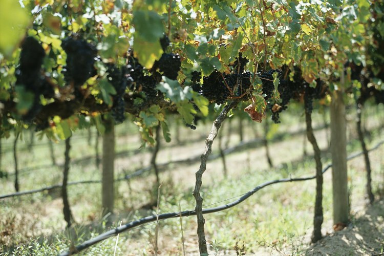 Visita viñedos y practica agroturismo en tus vacaciones.