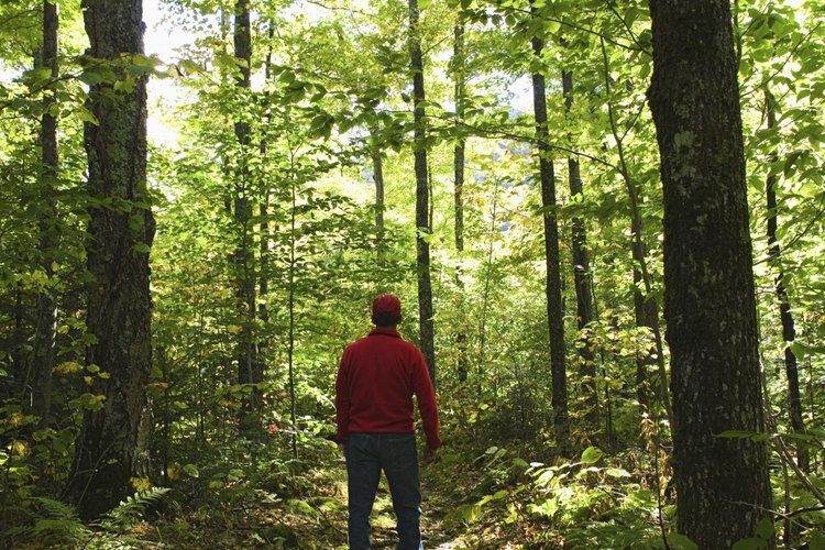 Camina por Ampersand Mountain y experimenta la belleza de la reserva Adirondack Forest Preserve de New York.
