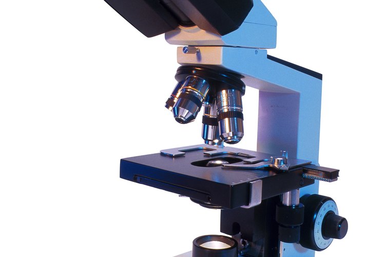 Un microscopio ayuda a los científicos a ver los organismos que son tan pequeños que pasan desapercibidos ante el ojo humano.