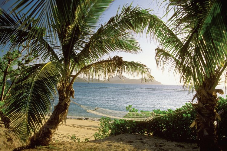 La palmera chusan miniatura es resistente al frío a menos de 3 grados fahrenheit (-16,11 ºC).