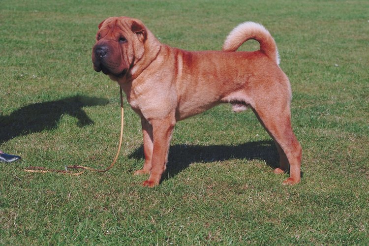 Un shar pei al aire libre.