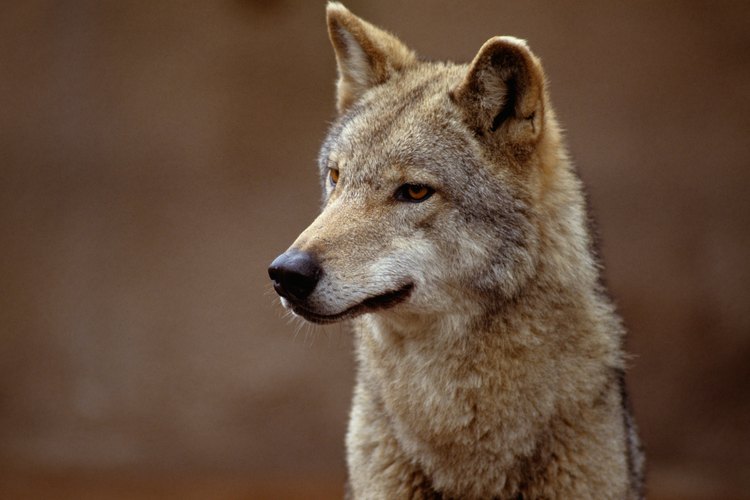 Los jóvenes zorros rojos se parecen a los coyotes.