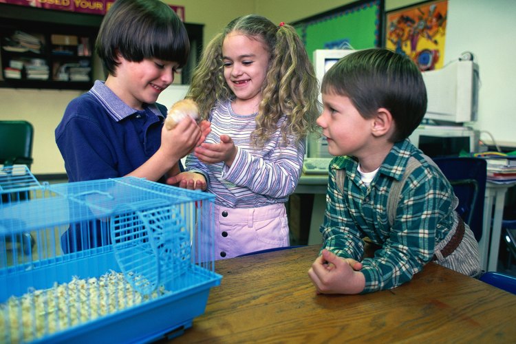 ¿Qué tipo de lecho es mejor para tu hamster?