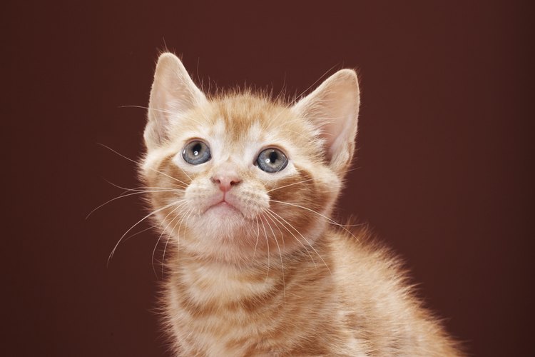 Los pelos de gato pueden viajar por el aire y aterrizar en tu ojo.