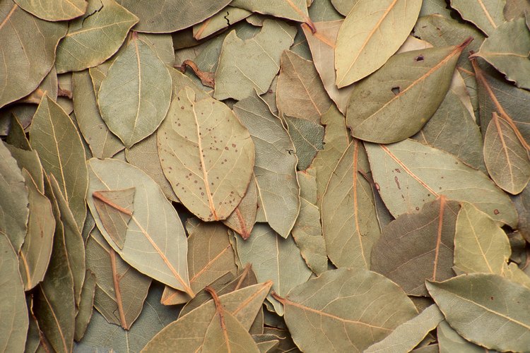 Hojas de laurel.