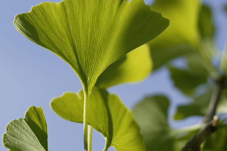 Los ginkgos son de bajo mantenimiento y no son atacados por enfermedades.
