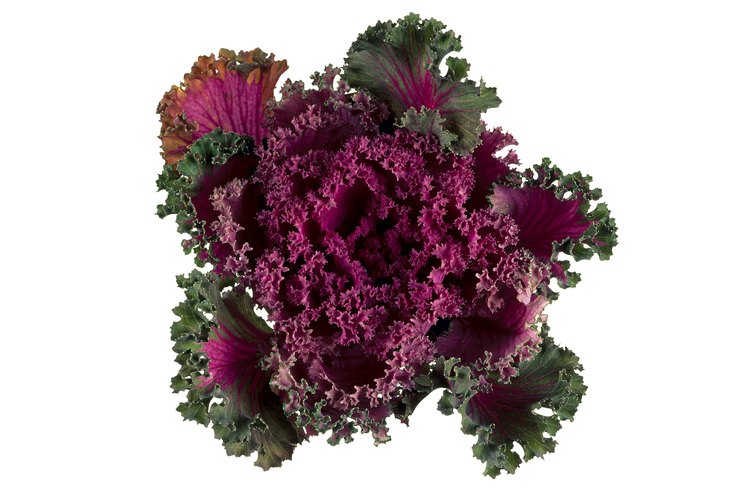 El repollo ornamental es comestible pero normalmente es plantado por su valor estético.