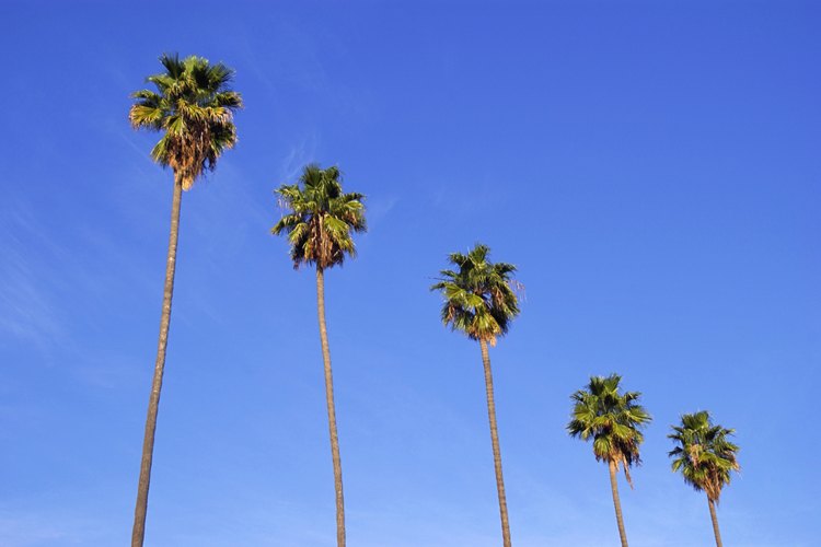 Las altas palmeras de abanico mexicanas adornan muchos bulevares del sur de California y los paisajes de los parques temáticos de la Florida Central.
