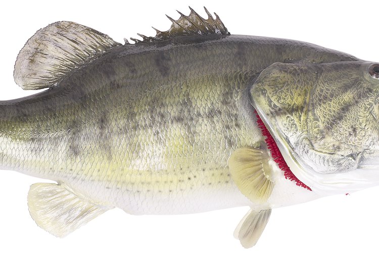 Los pescadores usan carrete para lanzar para especies como el róbalo.