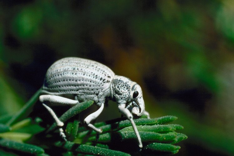 Este escarabajo oscuro de alas blancas refleja los rayos del sol.
