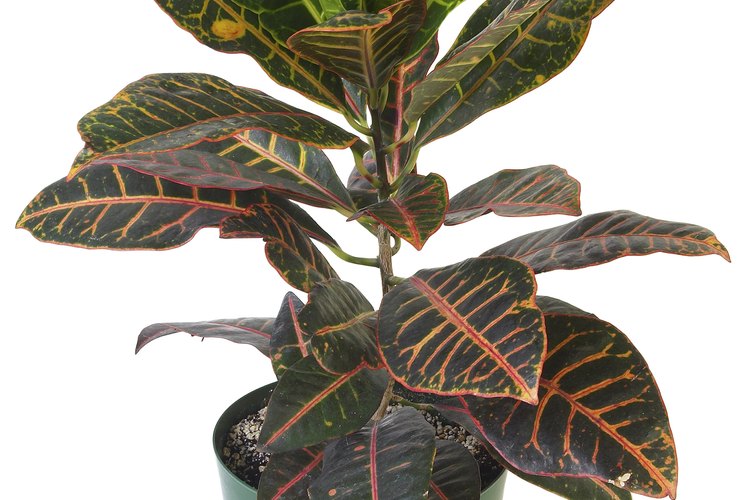 La begonia ala de ángel puede ser tanto una planta de interior como de exterior.