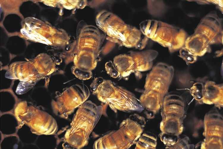 Eliminar un enjambre de abejas debe hacerse de manera profesional.