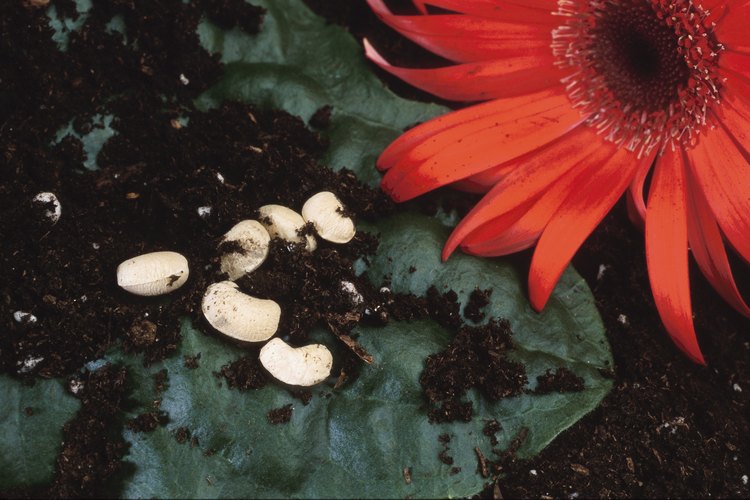 Todas las plantas produciendo semillas producen flores y semillas.