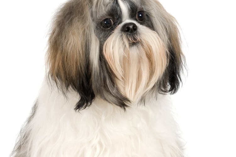 Tu Shih Tzu necesitará ayuda adicional para dar a luz a sus crías.