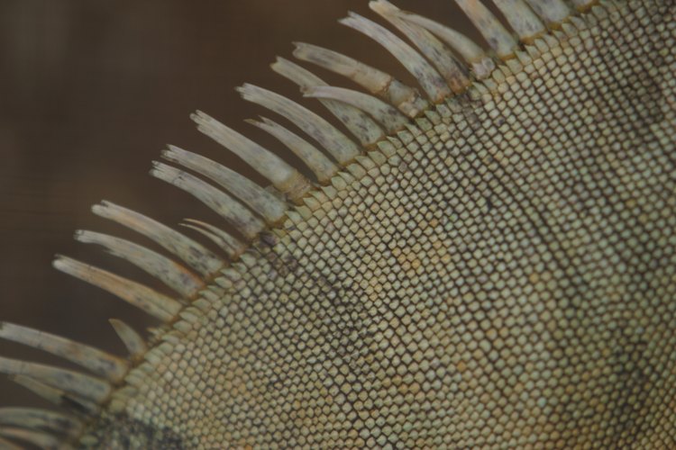 La piel escamosa de los reptiles les ayudaba con los cambios clímaticos.
