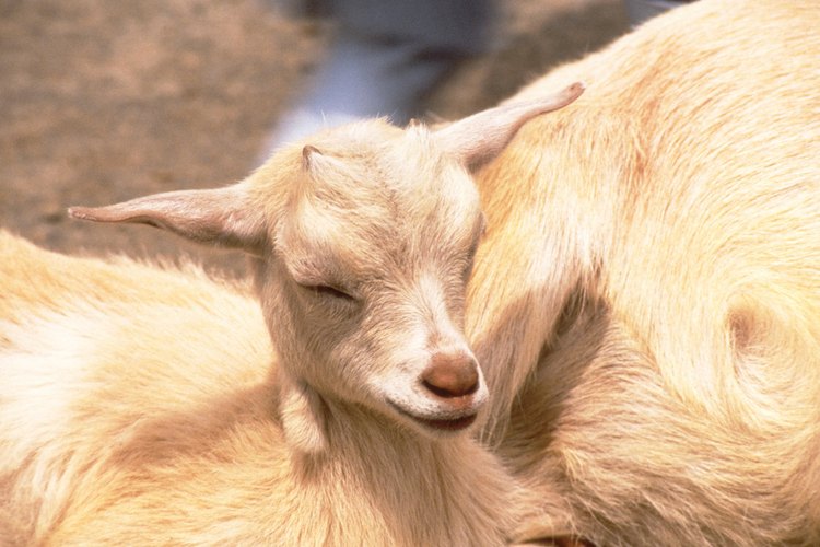 Los dientes de leche de una cabra son más pequeños y afilados que los dientes de adulto.