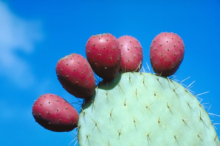 La tuna tiene frutos con forma de huevo.
