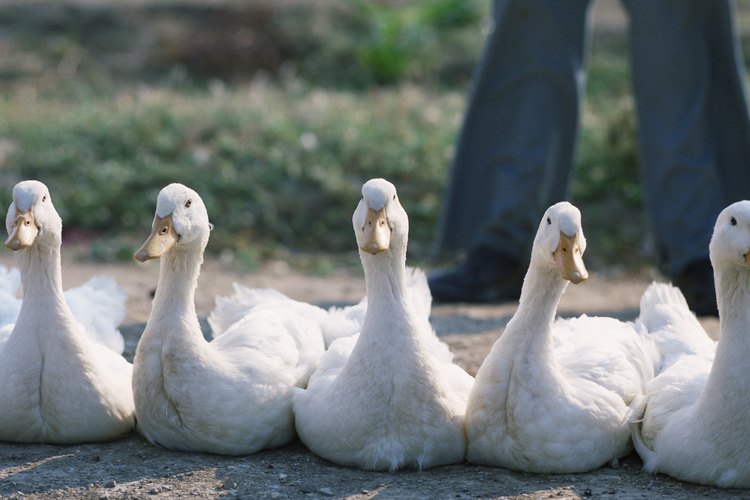 Las marcas de la cola de un pato son indicaciones de su género.