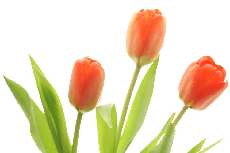 Los tulipanes crecen en forma silvestre en Asia Central.