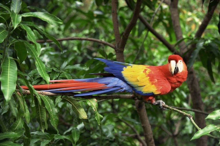 Varias especies de loros, como el guacamayo macao, viven en el follaje del bosque tropical.