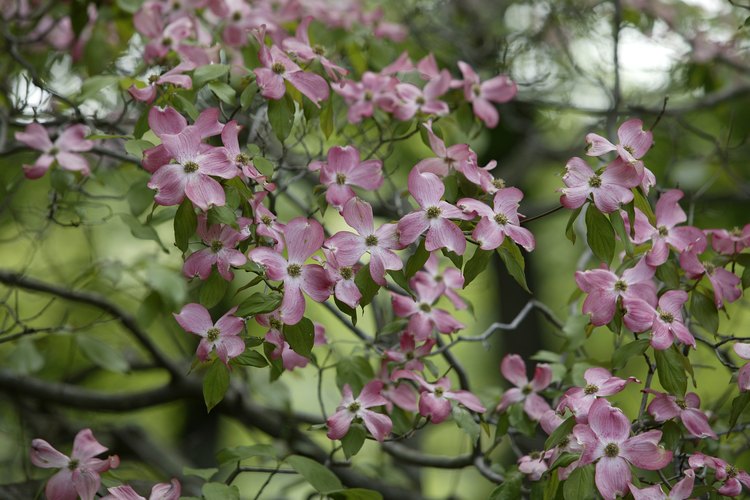 El recorte de un árbol de cornejo puede caer en el rango de menor costo.