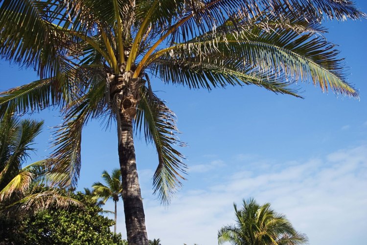 Las palmeras de cocos crecen relativamente rápido en condiciones soleadas y secas.