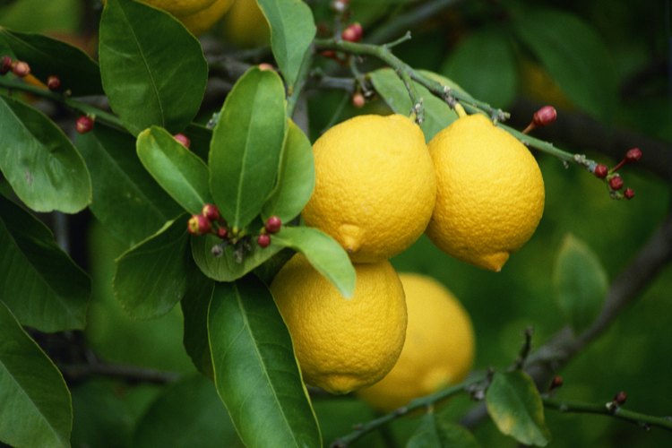 Los limoneros a menudo se cultivan por el dulce aroma de sus flores.