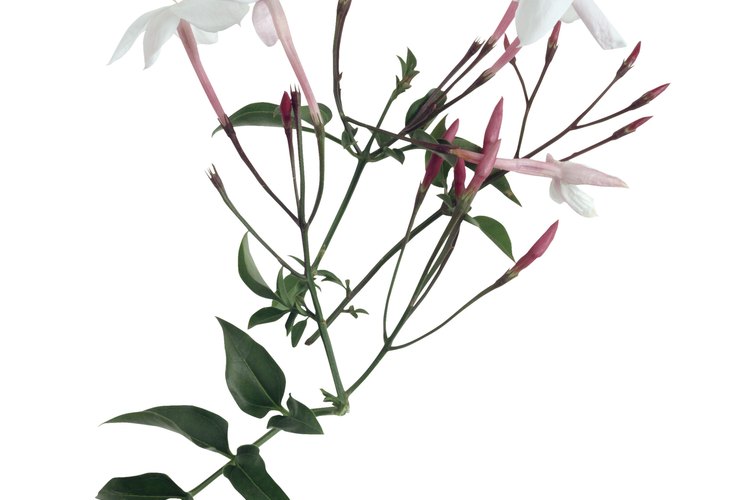 La flor de jazmín se cosecha a mano, haciendo que el té sea una delicadeza.