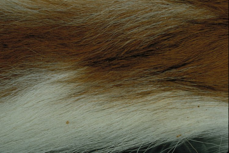 Muchos animales de la tundra se han adaptado a las duras condiciones aumentando sus gruesos abrigos de piel, a menudo en dos capas.
