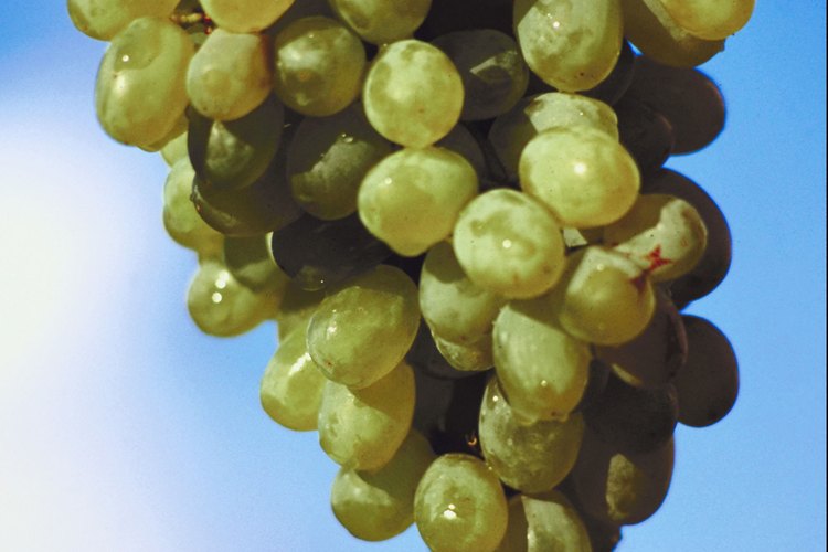 Los gusanos en las uvas pueden dañar la planta y reducir la cosecha.