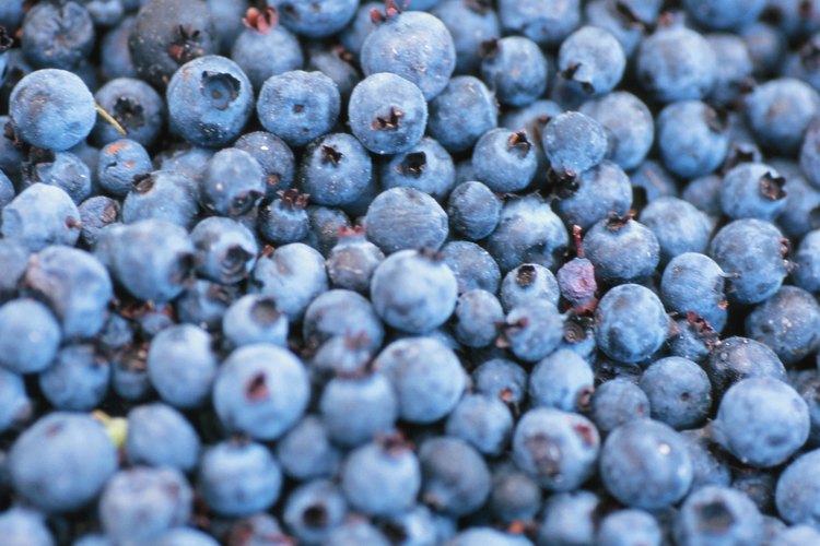 Las moras azules contienen muchos nutrientes importantes.