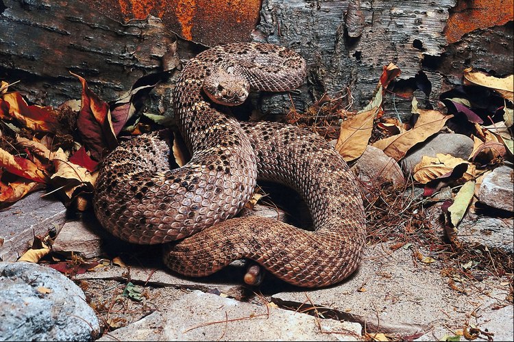 Nueve especies de serpiente de cascabel llaman a Texas su hogar.