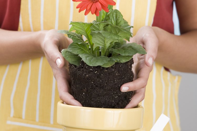 Golpea suavemente la maceta hasta que la planta se deslice hacia afuera.